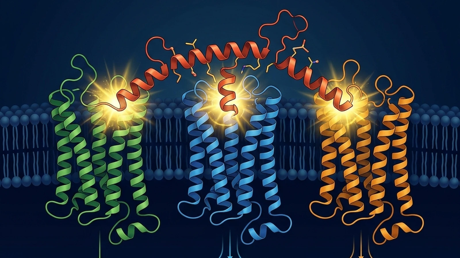 Molecular diagram of GLP-3 (Rt) binding three separate metabolic receptors